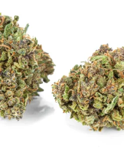 Ciemne kwiaty konopi wloknistych wyglad