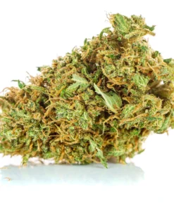 Orange Haze Super Amsterdam Wlochy uprawa