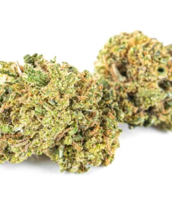 Recznie selekcjonowane kwiaty konopi Indica