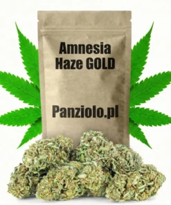 Susz konopny CBD Amnesia Haze GOLD