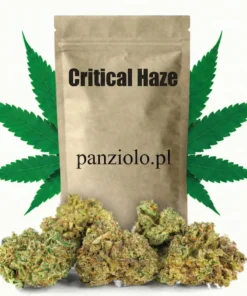 Critical Haze susz konopny CBD