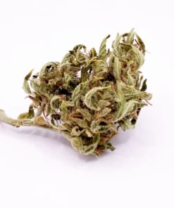 Alternative view of Critical Haze susz konopny CBD