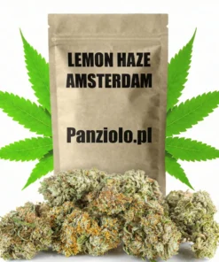 Susz konopny Lemon Haze SUPER AMSTERDAM CBD