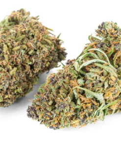 Susz konopny Purple Haze Premium CBD fioletowe topy