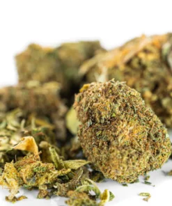 Tani susz CBD do przetworstwa i ekstraktow