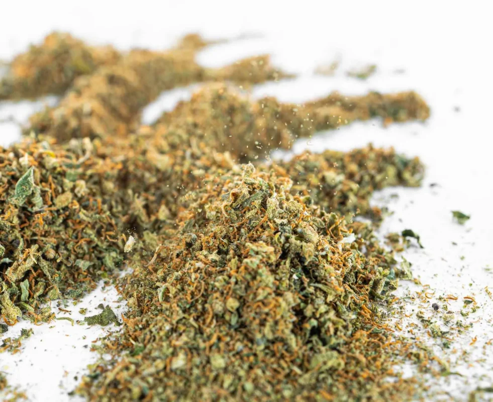 Tania biomasa konopna do ekstraktow