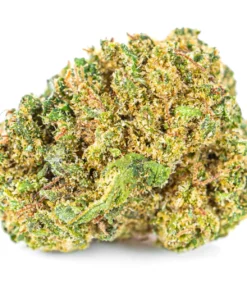 Wloski susz konopny genetyka z USA